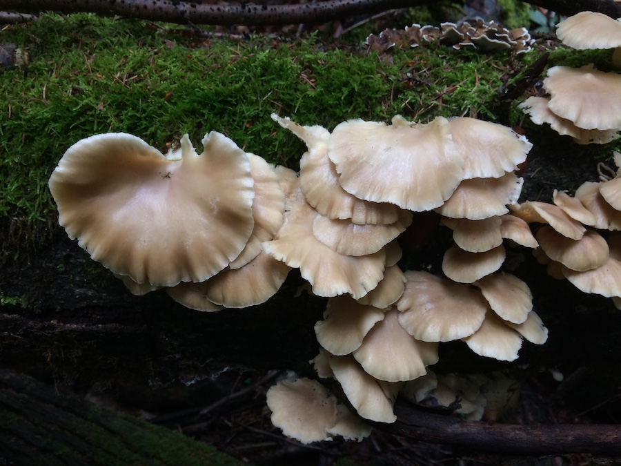 Pleurotus pulmonarius.jpg