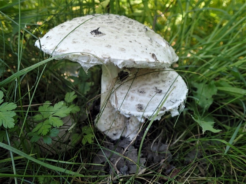 Amanita strobiliformis.jpg