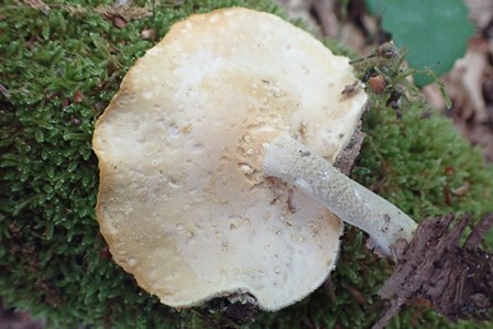 Polyporus_ciliatus_aconf_Laneuveuvillederrierefoug_FC (1).JPG