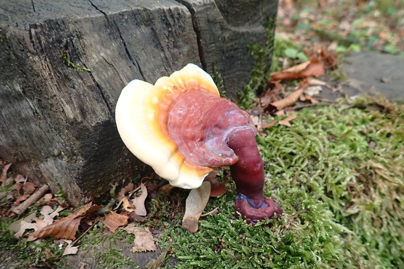 Ganoderma lucidum_FCVionville.JPG