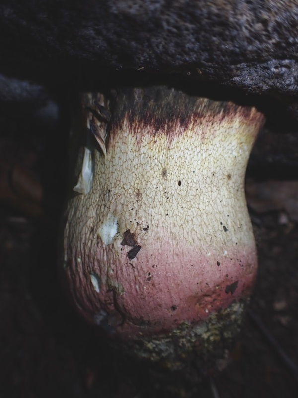 Rubroboletus satanas_Villersspreny (1).JPG