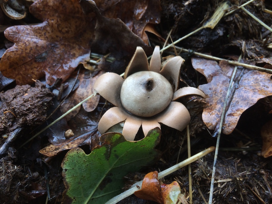 Geastrum floriforme.jpg