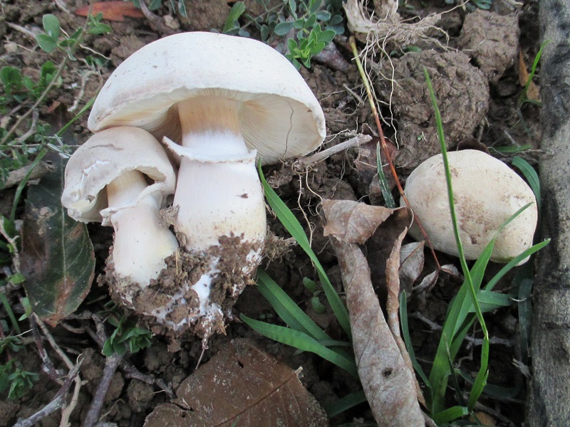 Leucoagaricus  barssii.JPG