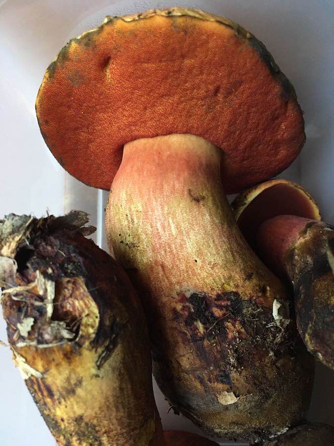 Boletus erythropus_1.jpeg