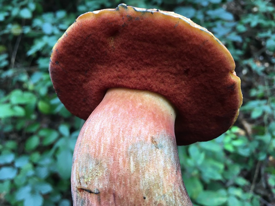 Boletus erythropus_3.jpeg