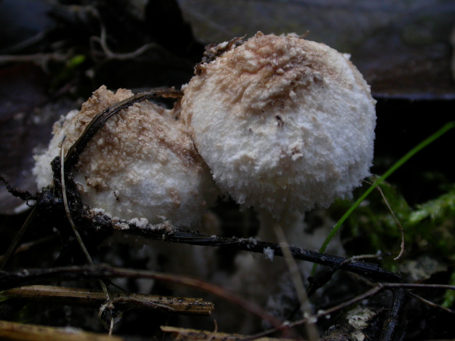 Cystolepiota pulverulenta.jpg