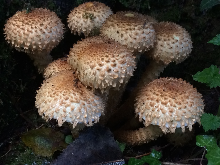 Pholiota squarrosa.jpg