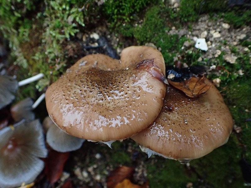 Armillaria gallica_ACONF_Thillot (2).JPG