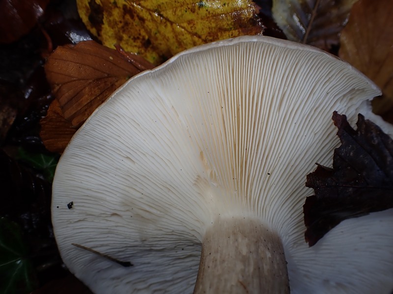 Clitocybe_nebularis_ACONF_Thillot (1).JPG