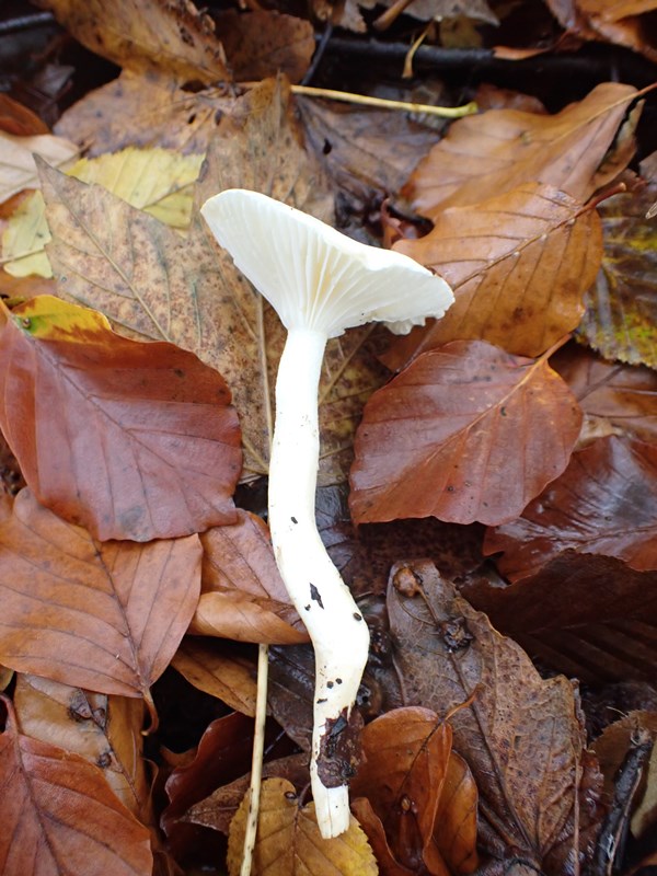 Hygrophorus eburneusACONF_thillot.JPG