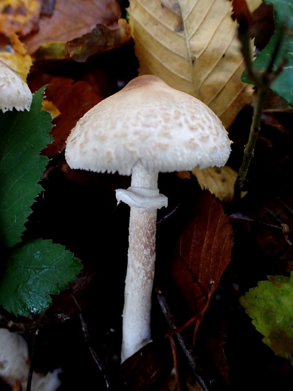 Macrolepiota mastoidea_ACONF-thillot.JPG