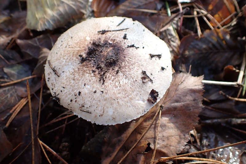 Agaricus sylvaticusACONF_Dornot (1).JPG