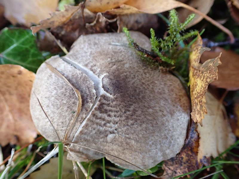 Tricholoma scalpturatum_ACONF_Dornot (2).JPG