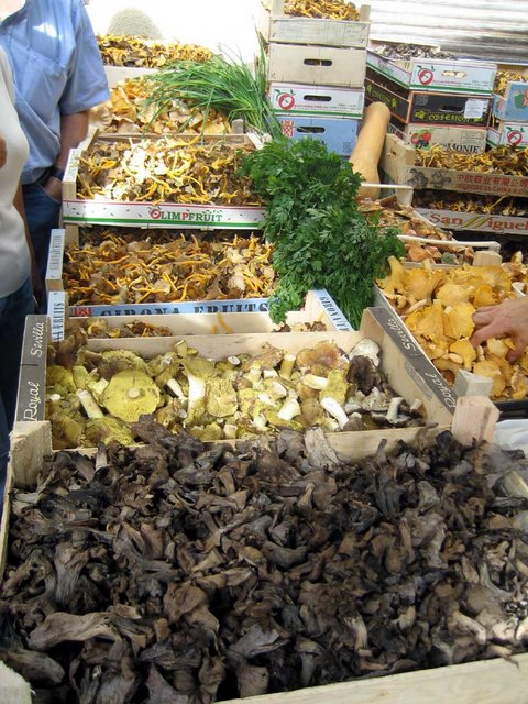 tricholoma equestre a la venta-1.jpg