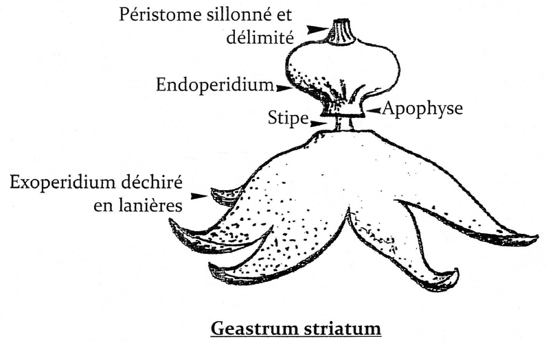 Illustration Géastres