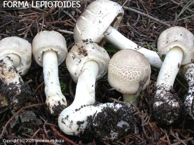 Agaricus xanthodermus (Agaricus_xanthodermus_2025_vm_1.jpg)