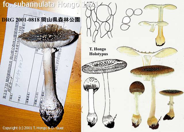 Amanita sychnopyramis (Amanita_sychnopyramis_2001_thdg_1.jpg)