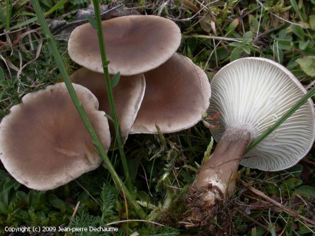 Ampulloclitocybe clavipes (Ampulloclitocybe_clavipes_2009_jd_1.jpg)