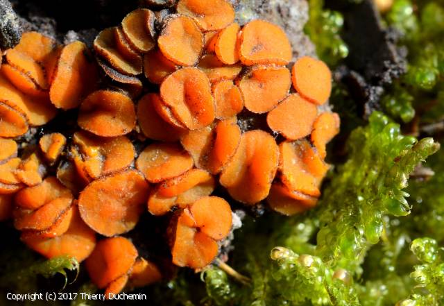 Anthracobia macrocystis (Anthracobia_macrocystis_2017_td_2.jpg)