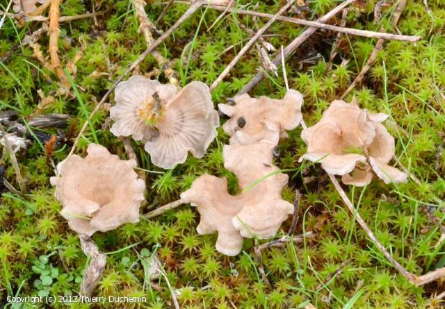 Arrhenia spathulata (Arrhenia_spathulata_2012_td_1.jpg)