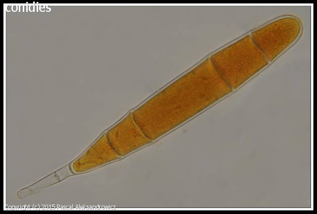 MycoDB Photos de champignons Bactridium flavum