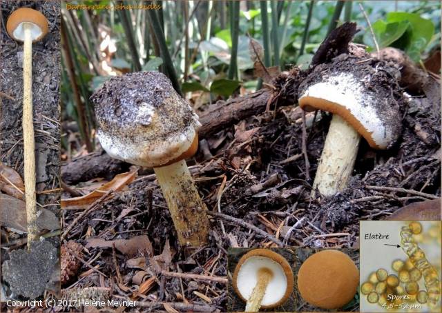 MycoDB Fiche de Battarrea phalloides