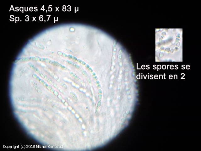 MycoDB Photos de champignons Chaetosphaeria inaequalis