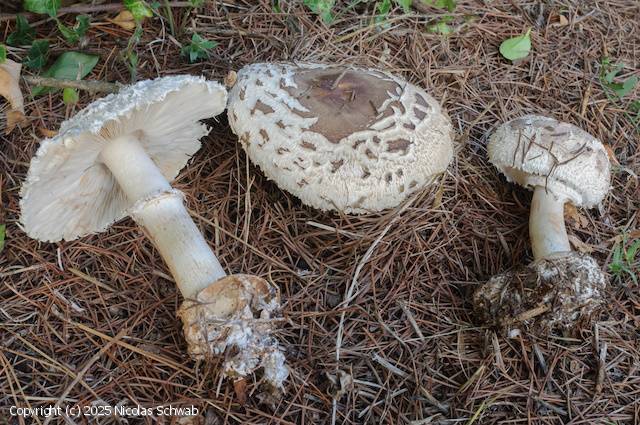 Chlorophyllum brunneum (Chlorophyllum_brunneum_2025_ns_1.jpg)