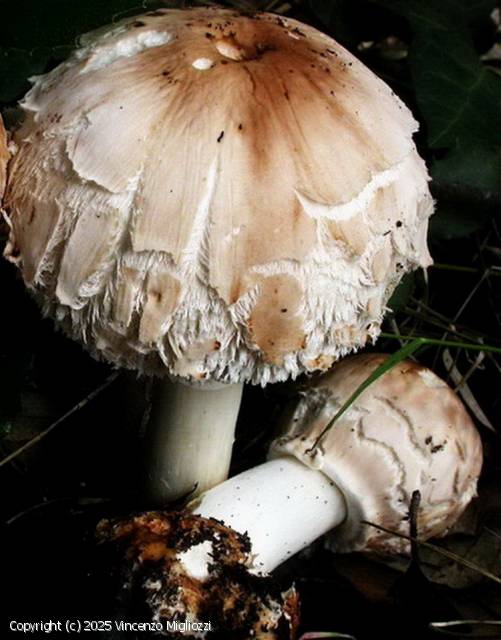 Chlorophyllum brunneum (Chlorophyllum_brunneum_2025_vm_1.jpg)