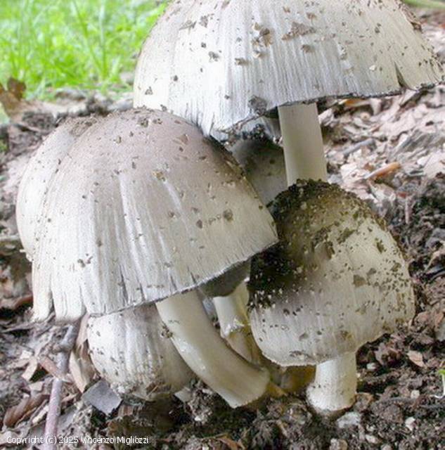 Coprinopsis atramentaria (Coprinopsis_atramentaria_2025_vm_1.jpg)