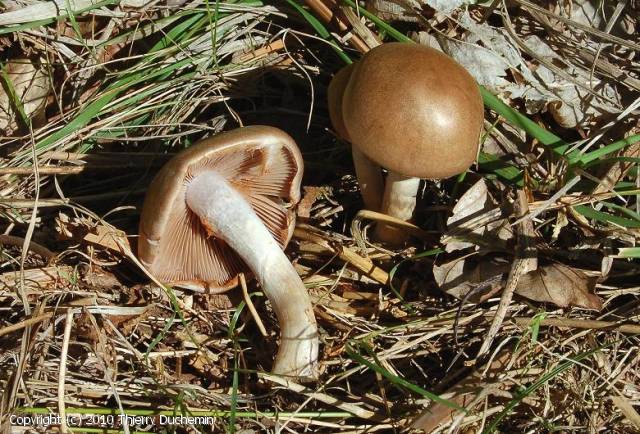MycoDB Photos de champignons Cortinarius anomalus