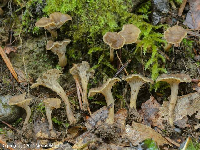 Craterellus pertenuis (Craterellus_pertenuis_2024_ns_1.jpg)