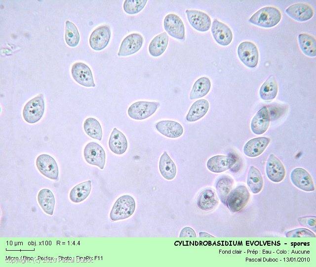 MycoDB Photos de champignons Cylindrobasidium evolvens