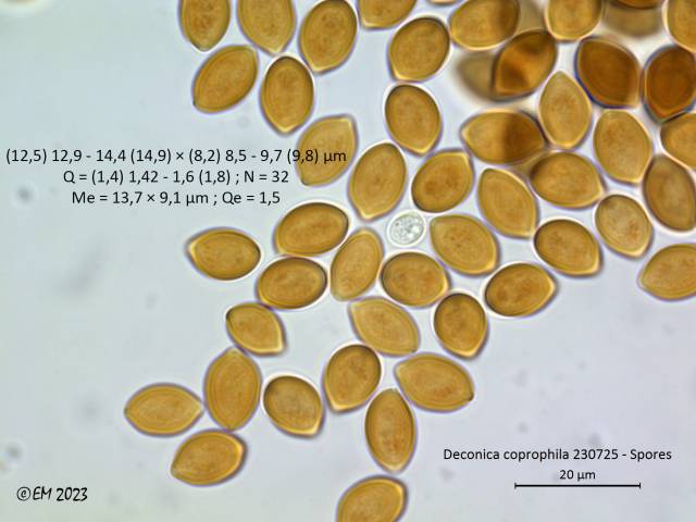 MycoDB Photos de champignons Deconica coprophila