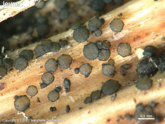 MycoDB Photos de champignons Durella commutata