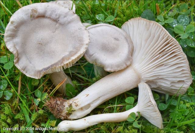 MycoDB Photos de champignons Hygrophorus agathosmus