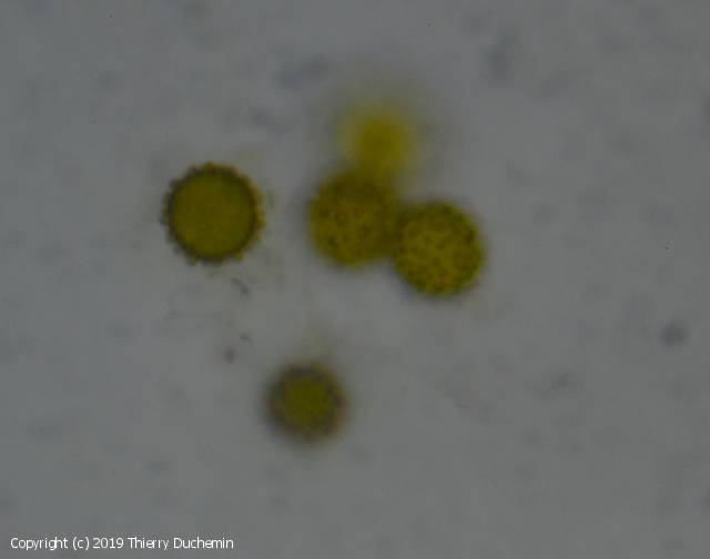 MycoDB Photos de champignons Hypomyces chrysospermus