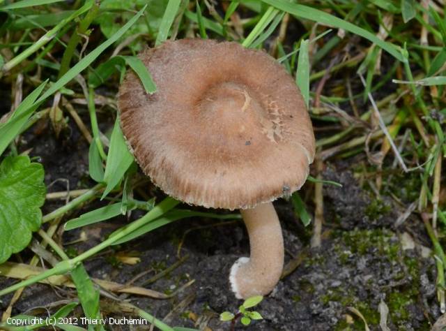MycoDB Photos de champignons Inocybe oblectabilis
