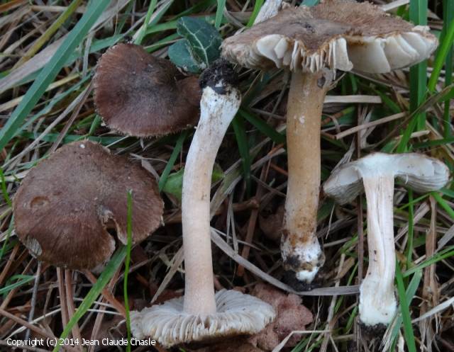 Inocybe tarda (Inocybe_tarda_2014_jcc_1.jpg)
