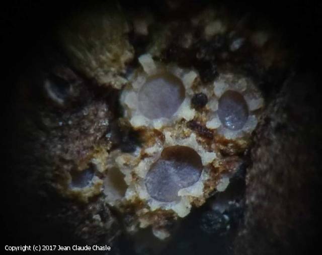 mycodb-photos-de-champignons-karstenia-rhopaloides