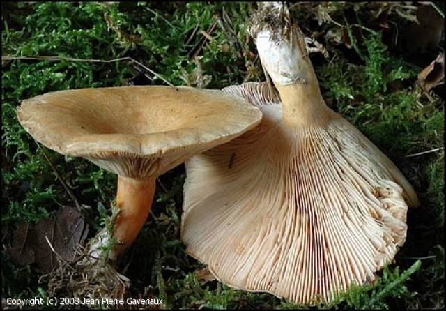 Lactarius aurantiaco-ochraceus (Lactarius_aurantiaco-ochraceus_2008_jpg_1.jpg)