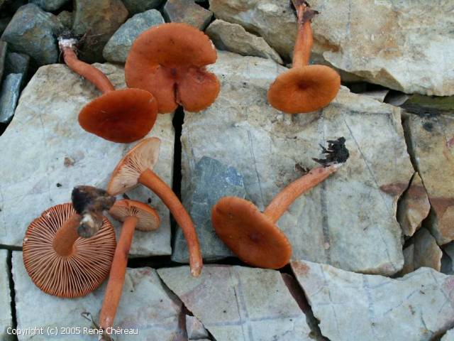 Lactarius mitissimus (Lactarius_mitissimus_2005_rc_1.jpg)