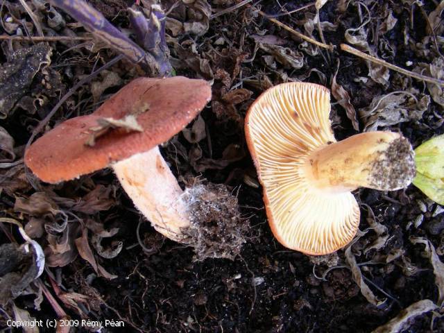 MycoDB Photos de champignons Lactifluus rugatus
