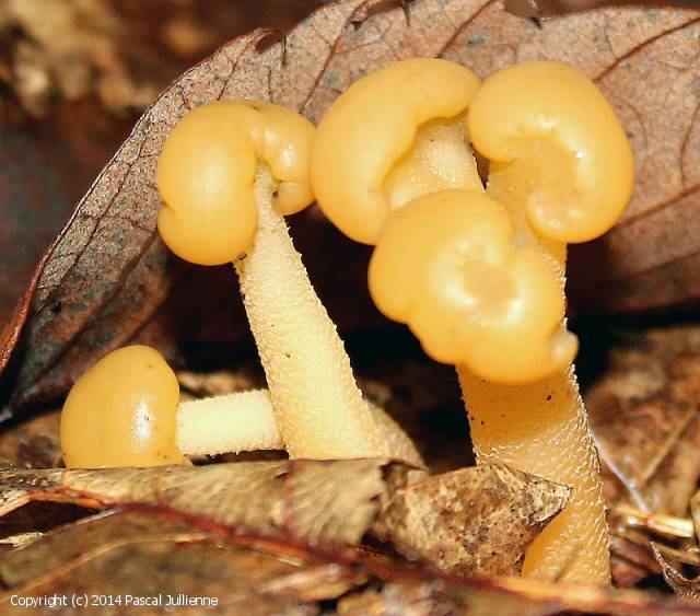 MycoDB Photos de champignons Leotia lubrica