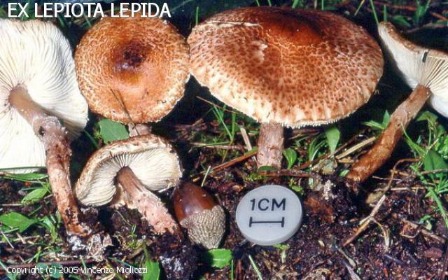 Lepiota speciosa (Lepiota_speciosa_2005_vm_1.jpg)