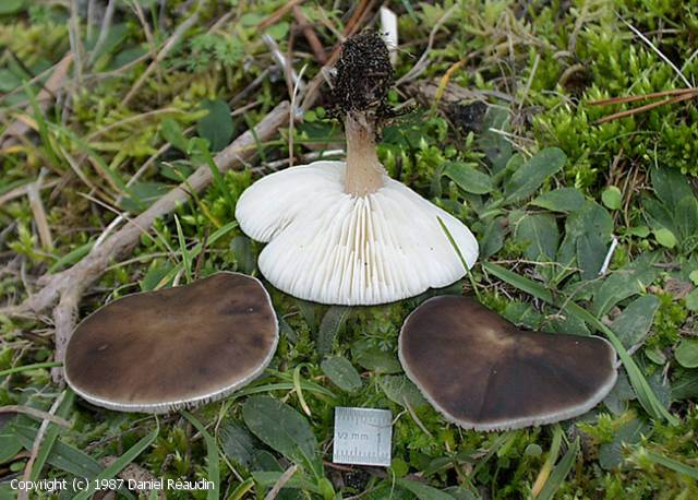 MycoDB Fiche de Melanoleuca leucophylloides