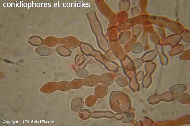 MycoDB Photos de champignons Monilinia laxa