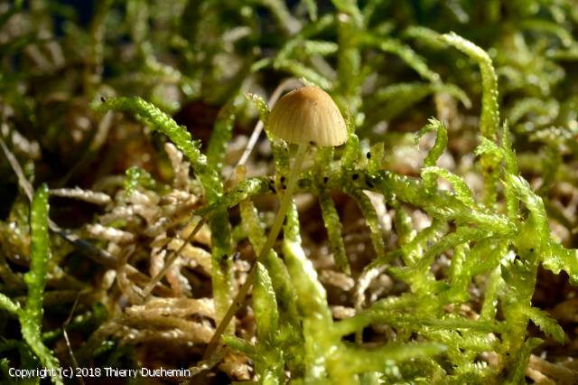 MycoDB Photos de champignons Mycena citrinomarginata