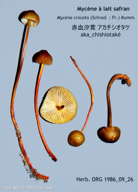 MycoDB Photos de champignons Mycena crocata