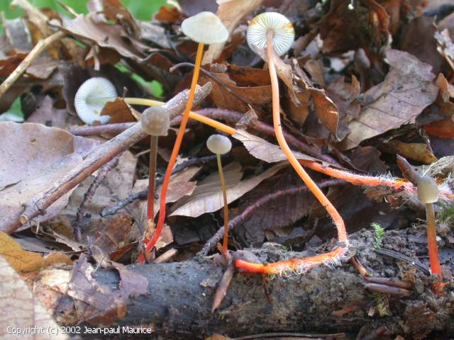 MycoDB Photos de champignons Mycena crocata